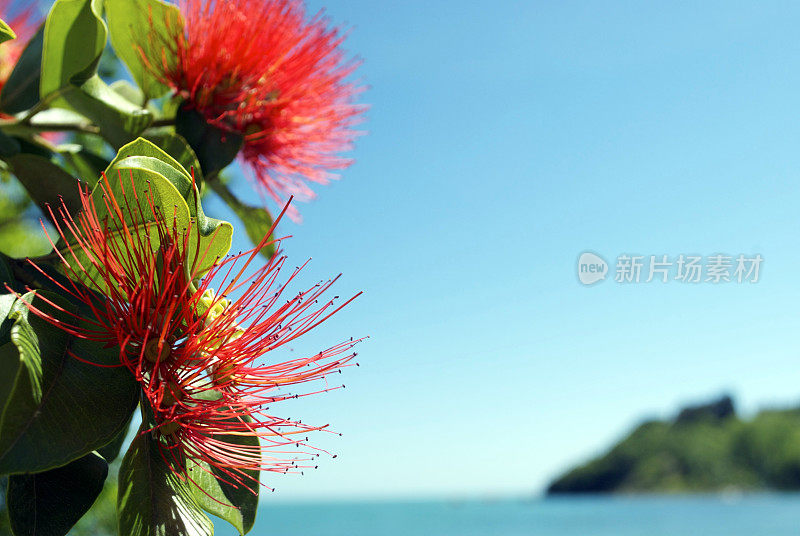 Pohutukawa (Metrosideros excelsa)